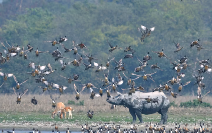 Taming the Skies: Managing Wildlife Hazards for Safer Aviation